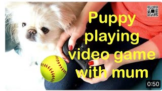 Puppy playing game !?