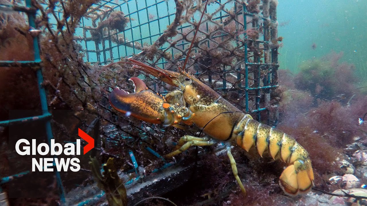 Canada’s Atlantic Lobster faces grave danger as China’s tariffs take effect