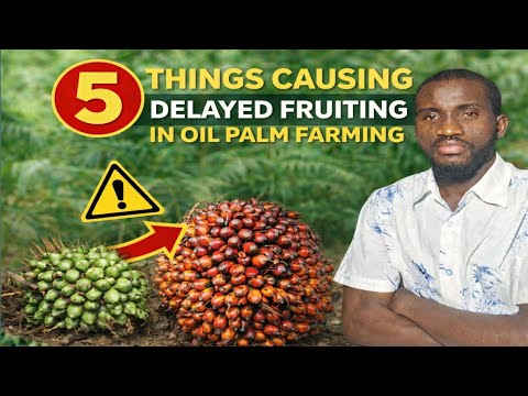 Five Things That Cause Delayed Fruiting in Oil Palm Farming