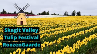 Skagit Valley Tulip Festival - Roozengaarde