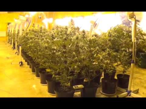 Выращивание марихуаны гидропоники конопля дикая прет