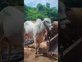 BSR BULLS 🔥 4 PALLU GITTA#rk bulls #dvr #ongolebullsshow