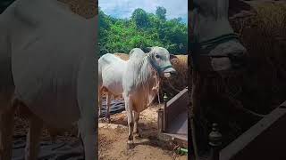 BSR BULLS 🔥 4 PALLU GITTA#rk bulls #dvr #ongolebullsshow