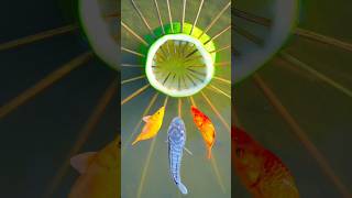 ✅Survival Skills: Simple but Useful with Papaya Fish 🐠 trap #bushcraft #camping #survival #outdoors