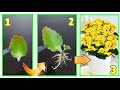 KALANCHOE ecco 2 trucchi infallibili per moltiplicarla e farla fiorire quando vuoi COLTIVAZIONE CURE