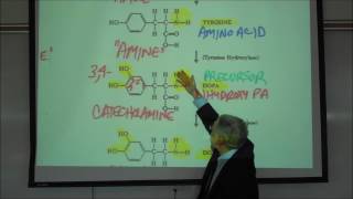 Acetylcholine & Catecholamine Neurotransmitters & MAO & COMT by Professor Steven Fink