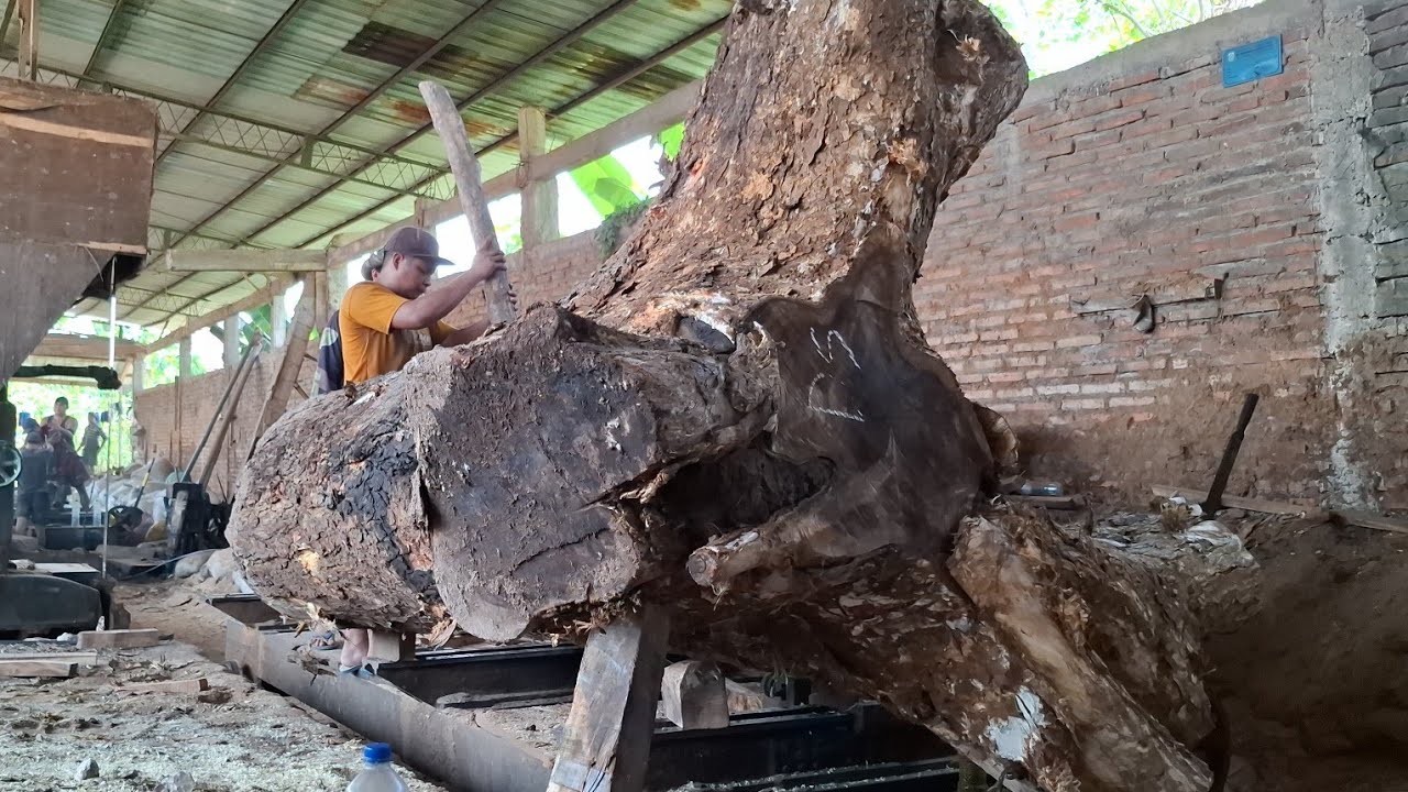 panic sawing trembesi wood for half a century