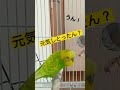 私会話できます！コミュ力半端ないのがこちら🐥