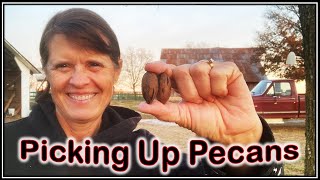 Picking Up Pecans