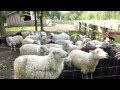 Natur Pur  Skudden ( Mix ) Schafe mit Nachwuchs