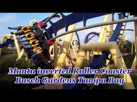Montu inverted Roller Coaster | Busch Gardens Tampa Bay | HD POV @60fps