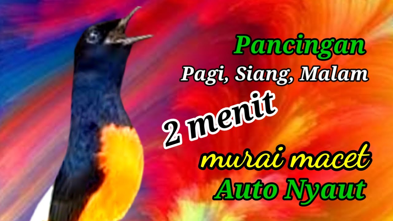 ISTIMEWA..! SUARA Pancingan Murai Batu paling AMPUH 99% bikin Lawan jadi NAIK TENSI || murai EMOSI