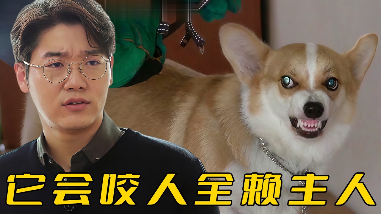 柯基瘋狂撕咬主人，被强制打麻醉才能拴繩，訓犬師卻説它只是病了