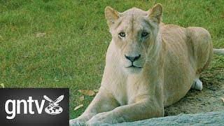 Inside the Dubai Safari screenshot 4