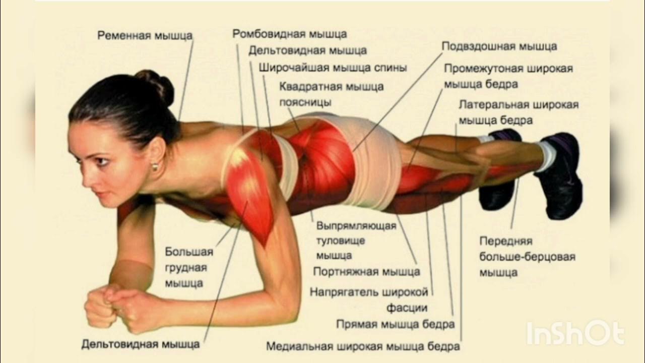 Сколько нужно держать ноги. Упражнение планка какие мышцы работают. Планка упражнение мышцы. Упражнения на мышцы стабилизаторы. Какие мышцы работают при планке.