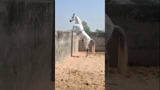 Marwari Horse Stellion Kalkin Avtar Big Beautiful Horse