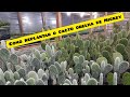 Como replantar o cacto Orelha de Mickey e Fazer Mudas (Opuntia microdasys)