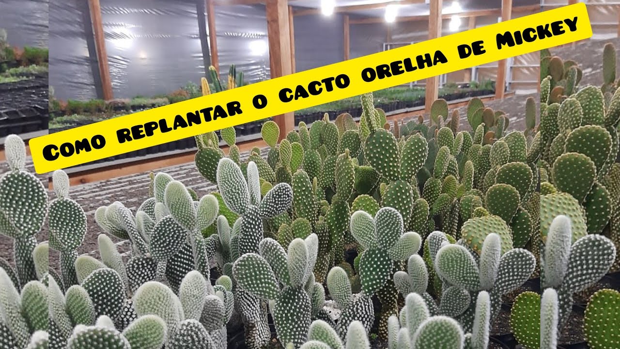 1 Cacto Cabeça Orelha De Mickey Amarela Opuntia Microdasys | MercadoLivre