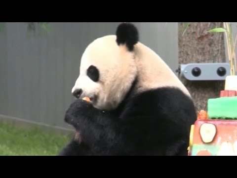Video: Pet Scoop: Memeluk Pit Bulls Butuh Rumah, Taipei Panda Merayakan Ulang Tahun Pertama