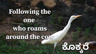 Nature’s Weirdest Best Friends: Cows & Stork | ಕೊಕ್ಕರೆ ಮತ್ತು ದನ