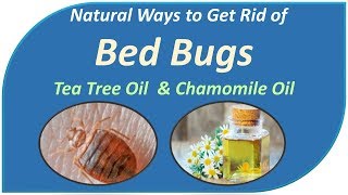 Natural Ways to Instantly Get Rid of Bed Bugs - Tea Tree Oil & Chamomile Oil