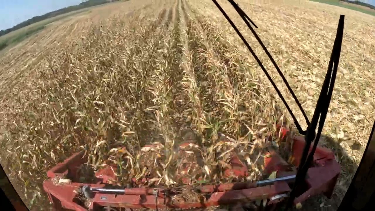 case koszenie kukurydzy 2024