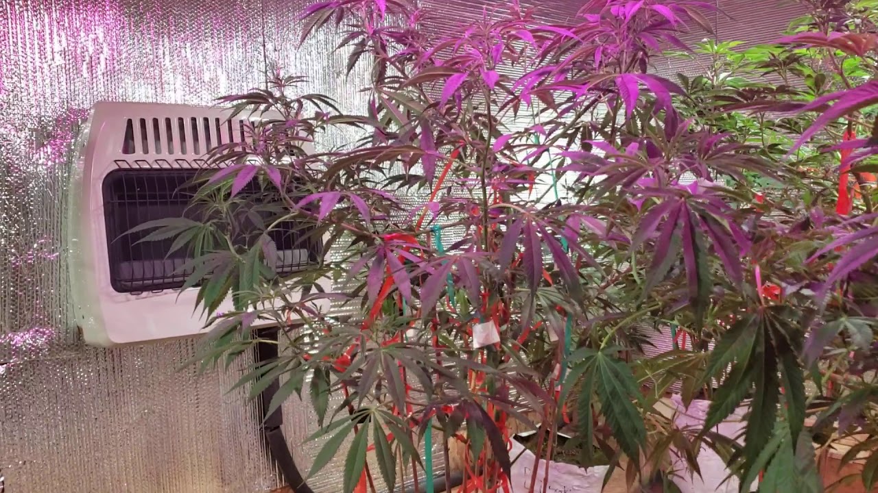 Plant frequency 432-524mhz growth stimulation