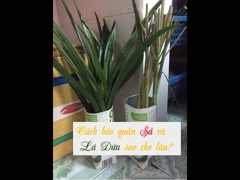 Video Cách bảo quản Sả và Lá dứa sao cho lâu |KimAnh #21 - youtube