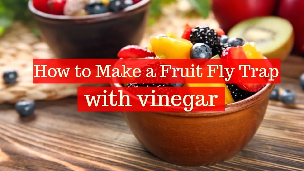 How to Get Rid of Gnats with Vinegar - Creative Homemaking