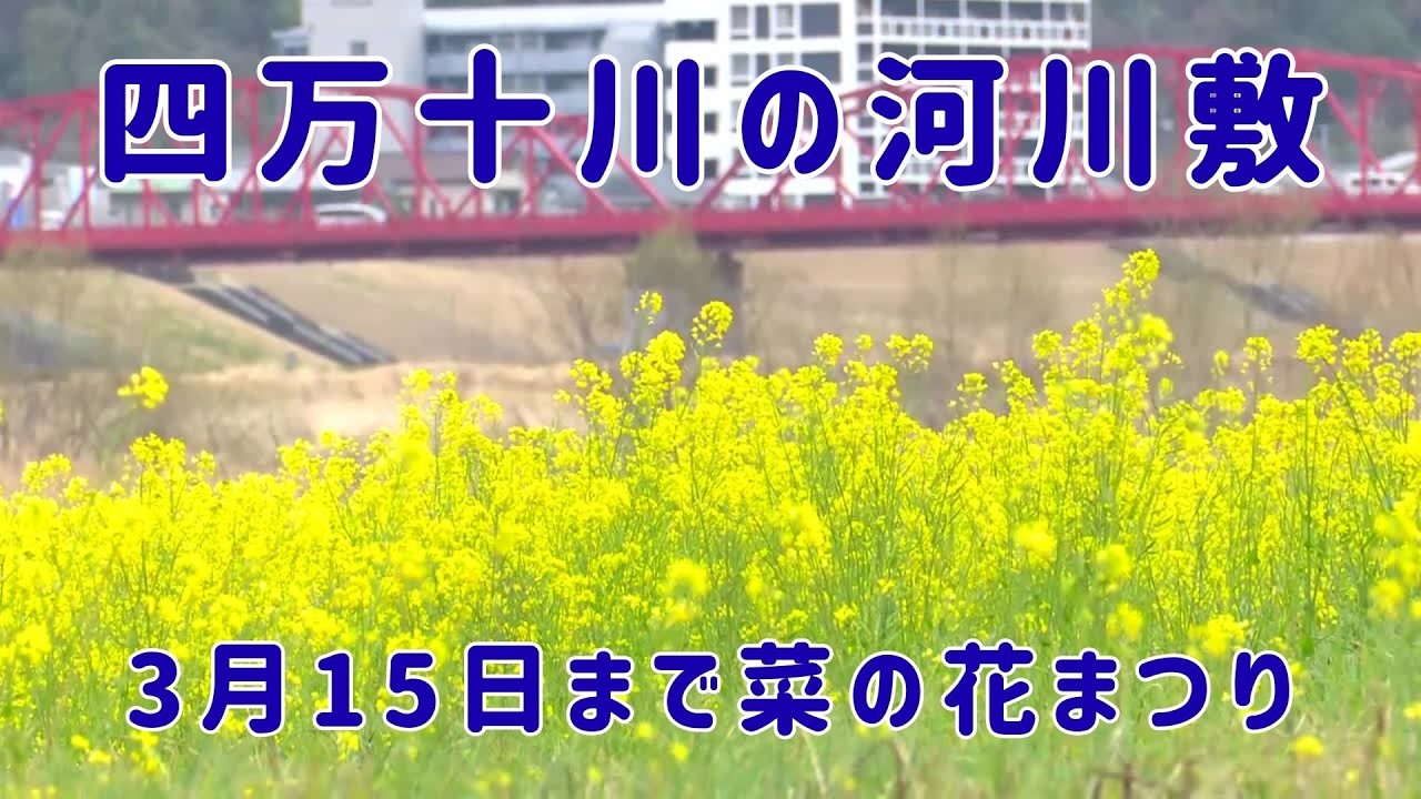 「『一面の黄色がきれい』四万十川の河川敷で1000万本の菜の花が見頃 3月15日まで菜の花まつり開催」2026/3/2放送