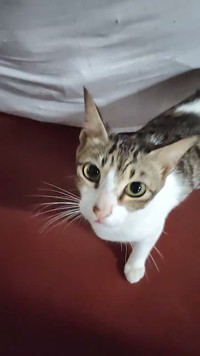 https://youtube.com/shorts/iZUlNsDbbkU?si=8NmbA8hYJDnE9SR9 #viral