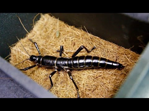 Video: Wood Lobster: The Rarest Insect On The Planet