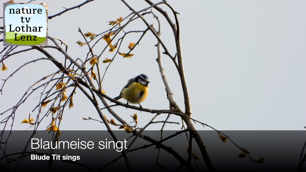 Blaumeise singt. Blue Tit sings