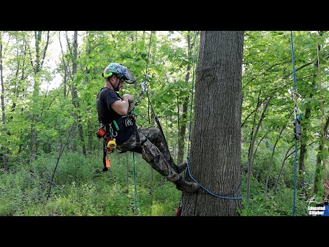 Basal Anchor Drop Test
