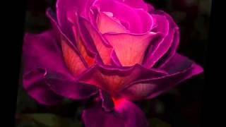 ♫♫♫ Günaydinim,Narçi̇çeği̇m, Sevdi̇ği̇m♪♪♪ Meli̇hat Gülses ♫♫♫