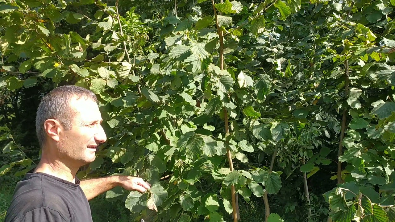 Fındıq ağacı |fındık ocağının mahsule yatması| əkildikdən neçə il sonra məhsul verir