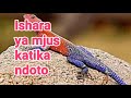 Ijue Ishara Ya Mjusi Katika Ndoto Maana Yake Tafsiri Ya Ndoto Ijue Ishara Ya Mjusi Katika Ndoto Maana Yake Tafsiri Ya Ndoto