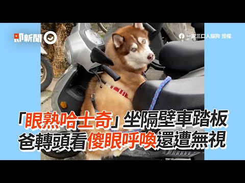 哈士奇「上錯車」還裝傻！聽爸呼喚還無視：大叔你誰？｜寵物動物｜狗狗｜二哈｜精選影片