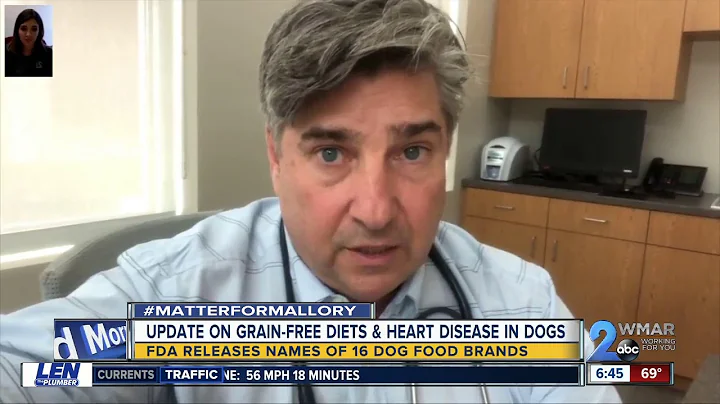 Dog with heart disease showing improvements after switching from grain-free diet