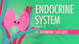 Endocrine System, Part 2  Hormone Cascades: Crash Course Anatomy & Physiology #24