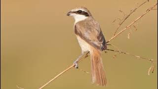 Suara Burung Bentet Coklat (Brown Shrike)