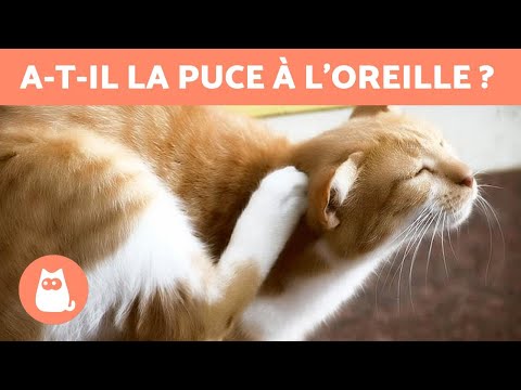 Vidéo: Pourquoi mon chat se gratte-t-il les oreilles et secoue-t-il la tête?