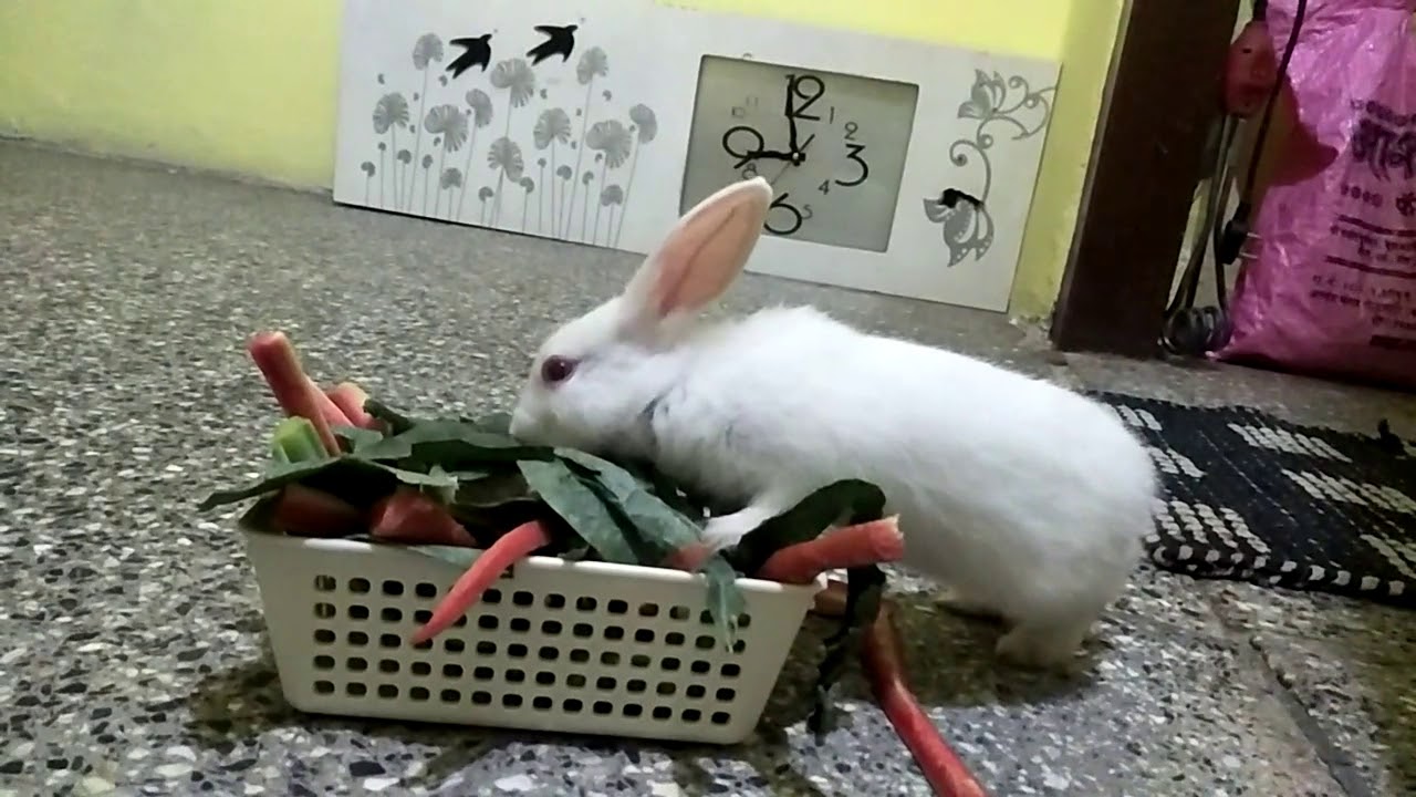 Rabbit 