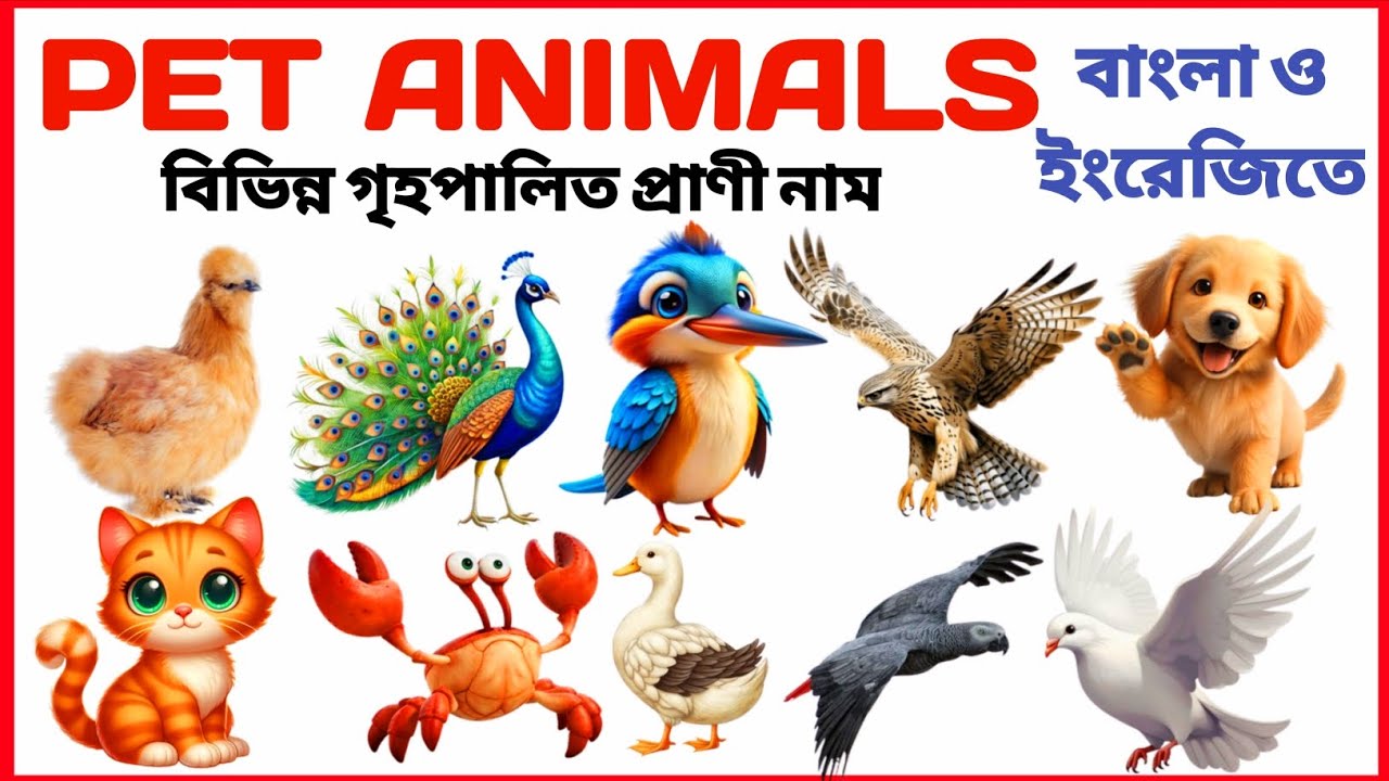 Pet Animals Name | গৃহপালিত প্রাণীর নাম | 20 Pet Animals Name for Kids | Learn Domestic Animals Name