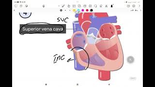 Anatomy | lecture1 - Part3