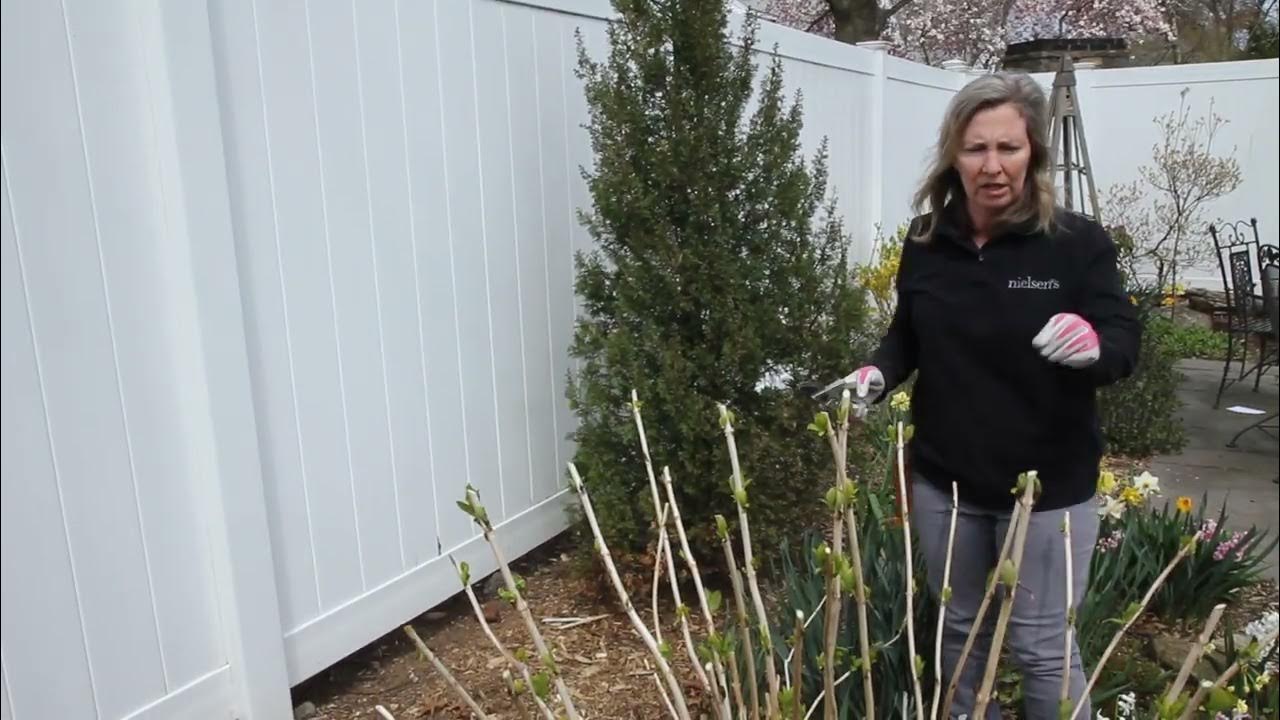 How to prune Endless Summer Hydrangea finished! YouTube
