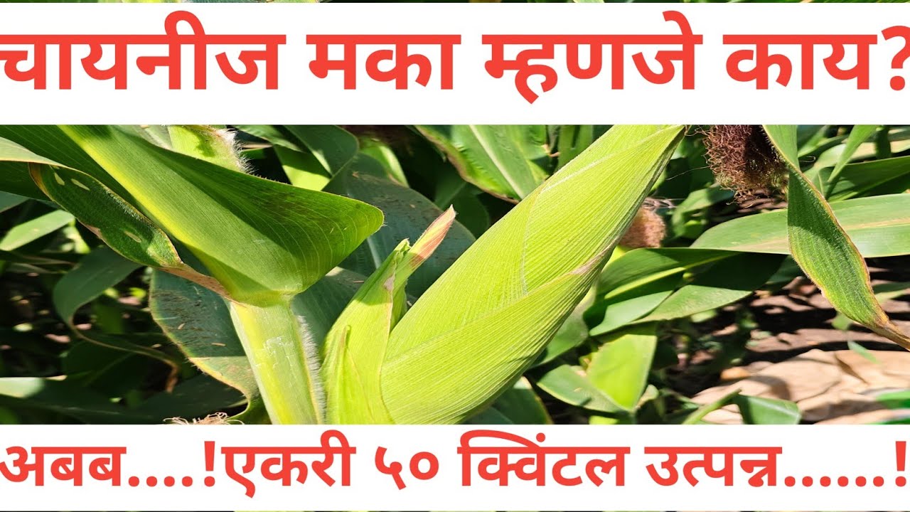 चायनीज पद्धतीने मका लागवड | Chinese Method Maize Farming | Chini Maka Lagwad #farming