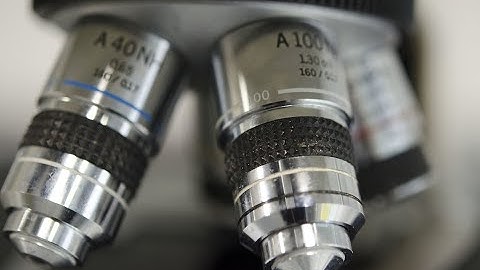 Hybrid Lab 3: Introduction to Light Microscopy