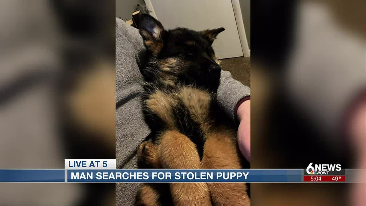 Omaha dog owner looking for stolen puppy - YouTube