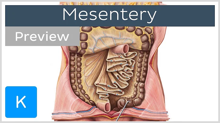 Mesentery: organ and functions (preview) - Human Anatomy | Kenhub - DayDayNews